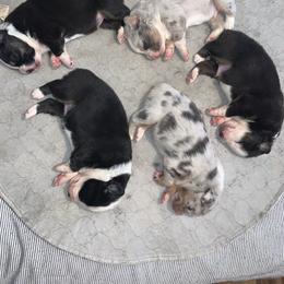 Australian Shepherd Puppies from Lovable Little Aussies