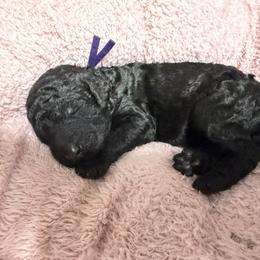 Poodle Puppies from Risa Poodles