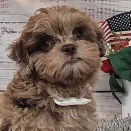 Bernedoodle, Bernese Mountain Dog, Goldendoodle, and Shihpoo Puppies from Route 66 Poodles & Doodles, Sapphire Shih-tzu's of Ohio