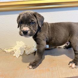 Dark Green collar Male - Gray male Cane Corso puppy in St. Augustine, Florida from RG2 Cane Corsos