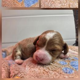 Kira - Red  female Goldendoodle puppy in Palestine, Texas from KK's Doodle Bunch