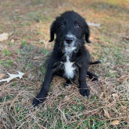 Cowboy - Black male Bordoodle puppy in Winnsboro, Texas from Pecan Grove Pups