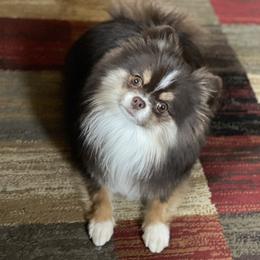 Chanel - Pomeranian