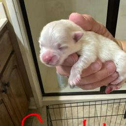 Girl 1 - White female Pomeranian puppy in Cullman, Alabama from Dixie Darlings Pomeranians