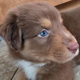 SOLD Thanks Matt- Kylian FIFA - Red tri-color male Australian Shepherd puppy in Solon, Maine from Mountain Range Australian Shepherds