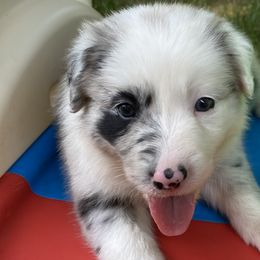 Charise - White and blue merle Border Collie puppy in Huntersville, North Carolina from MJ Border Collies