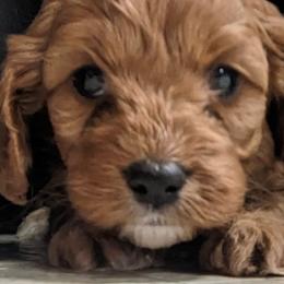 Cavalier King Charles Spaniels, Cavapoos, and Poodles from Puppy Adventures LLC