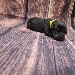 Yellow collar - Black male Cane Corso puppy in Fritch, Texas from Carrie Brown's Cane Corsos