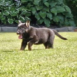 Boy 2 - Black and tan male German Shepherd puppy in Richland, New York from Hirten Bray Hugel