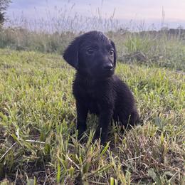 Labrador Retriever Puppies from Creekside Canines