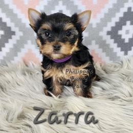 Zarra - Black and tan female Yorkshire Terrier puppy in Adair, Oklahoma from Phillippe's Puppy Paws