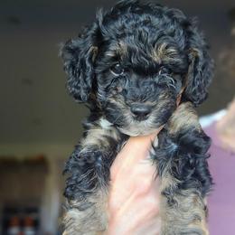 Pluto - Black tri-color male Aussiedoodle puppy in Prescott Valley, Arizona from Ramirez Family Doodles