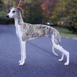 Birdie - Whippet