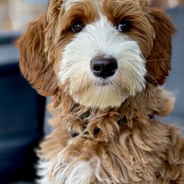 Australian Labradoodle Puppies from Cascade Canyon Labradoodles