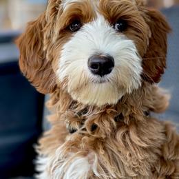 Australian Labradoodle Puppies from Cascade Canyon Labradoodles