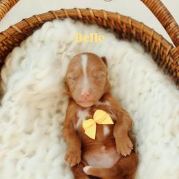 Belle - Red  female Goldendoodle puppy in Rio Linda, California from GoldendoodlePaw