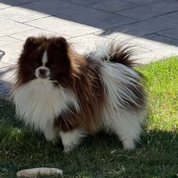 Ebi - Pomeranian