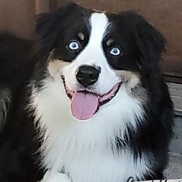Blaze - Miniature Australian Shepherd