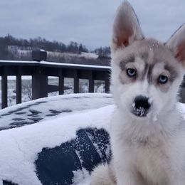 Siberian Huskies from Wild and Wonderful Siberian Huskies