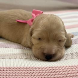 Haven - Cream female Dachshund puppy in Murfreesboro, Tennessee from Kimbrie's Dream Cream Doxies