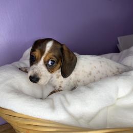 Dachshund Puppies from Shannon Dolly’s Dachshunds