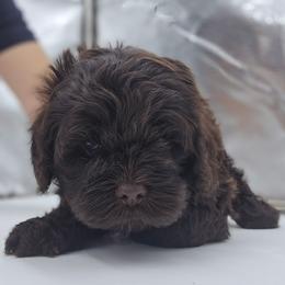 Snickers - Brown male Cockapoo puppy in Annapolis, Delaware from Teddy Bear Cockapoos