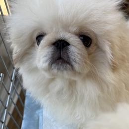 Porthos - White male Pekingese puppy in West Des Moines, Iowa from Happy Tail Pekingese