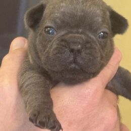 Harry - Fawn brindle and white male French Bulldog puppy in Philadelphia, Pennsylvania from Kiki Leigh Frenchies