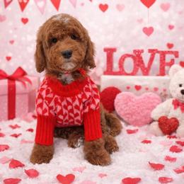 Enzo - Red  male Goldendoodle puppy in Anaheim, California from Cuddle Bear Doodles