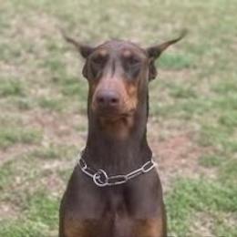 Gynger - Doberman Pinscher