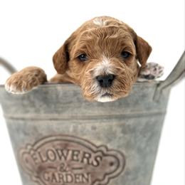 Beau - Apricot male Goldendoodle puppy in Queen Creek, Arizona from Goldendoodle AZ