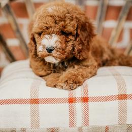 Maverick - Red  male Goldendoodle puppy in Wellsville, Utah from Stay Golden Doodles