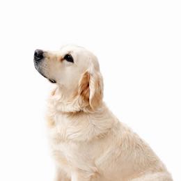 Georgia - Golden Retriever