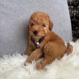 Art - Apricot male Goldendoodle puppy in Davie, Florida from Daviegoldendoodles