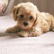 Cavachon and Cavapoo Puppies from Sweet Doodles and Poos