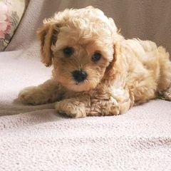 Cavachon and Cavapoo Puppies from Sweet Doodles and Poos