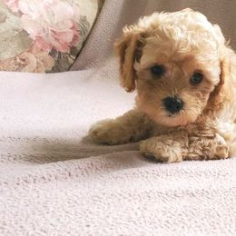 Cavachon and Cavapoo Puppies from Sweet Doodles and Poos
