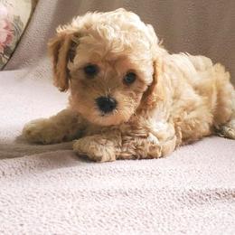 Cavachon and Cavapoo Puppies from Sweet Doodles and Poos