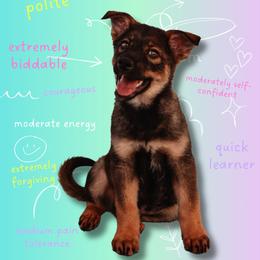 Australian Shepherd and German Shepherd Puppies from Savage K9