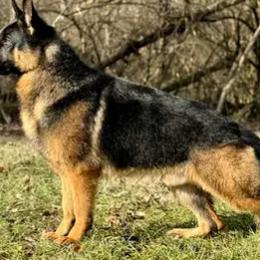 German Shepherd puppies from Deestraum German Shepherds