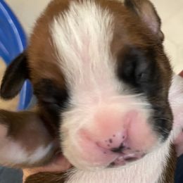 Boxcar Willie - Fawn Boxer puppy in Willard, North Carolina from Boone’s Boxers of North Carolina