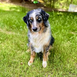 Luna - Australian Shepherd