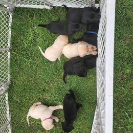Labrador Retriever Puppies from Huebbe's Labradors