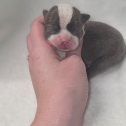 Boy 3 - Blue male Boston Terrier puppy in Ringgold, Georgia from A-K Boston Terriers