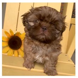 Shih Tzu Puppies from Pikes Peak Shih Tzu