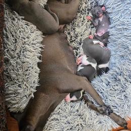 Italian Greyhound Puppies from Fisher Link