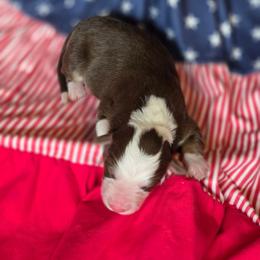 Liberty - Tri-color female Border Collie puppy in Watsontown, Pennsylvania from Kate Gresham