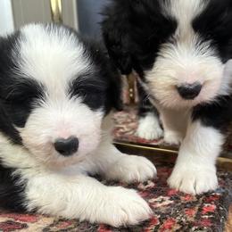 Bearded Collie and Border Collie Puppies from Beloved Bearded & Border Collies