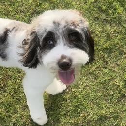Bernedoodles and Goldendoodles from Kaci Slightom