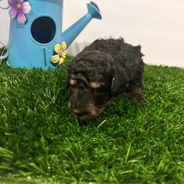 Grey - Phantom male Poodle puppy in Mauston, Wisconsin from Quiverfull Acres